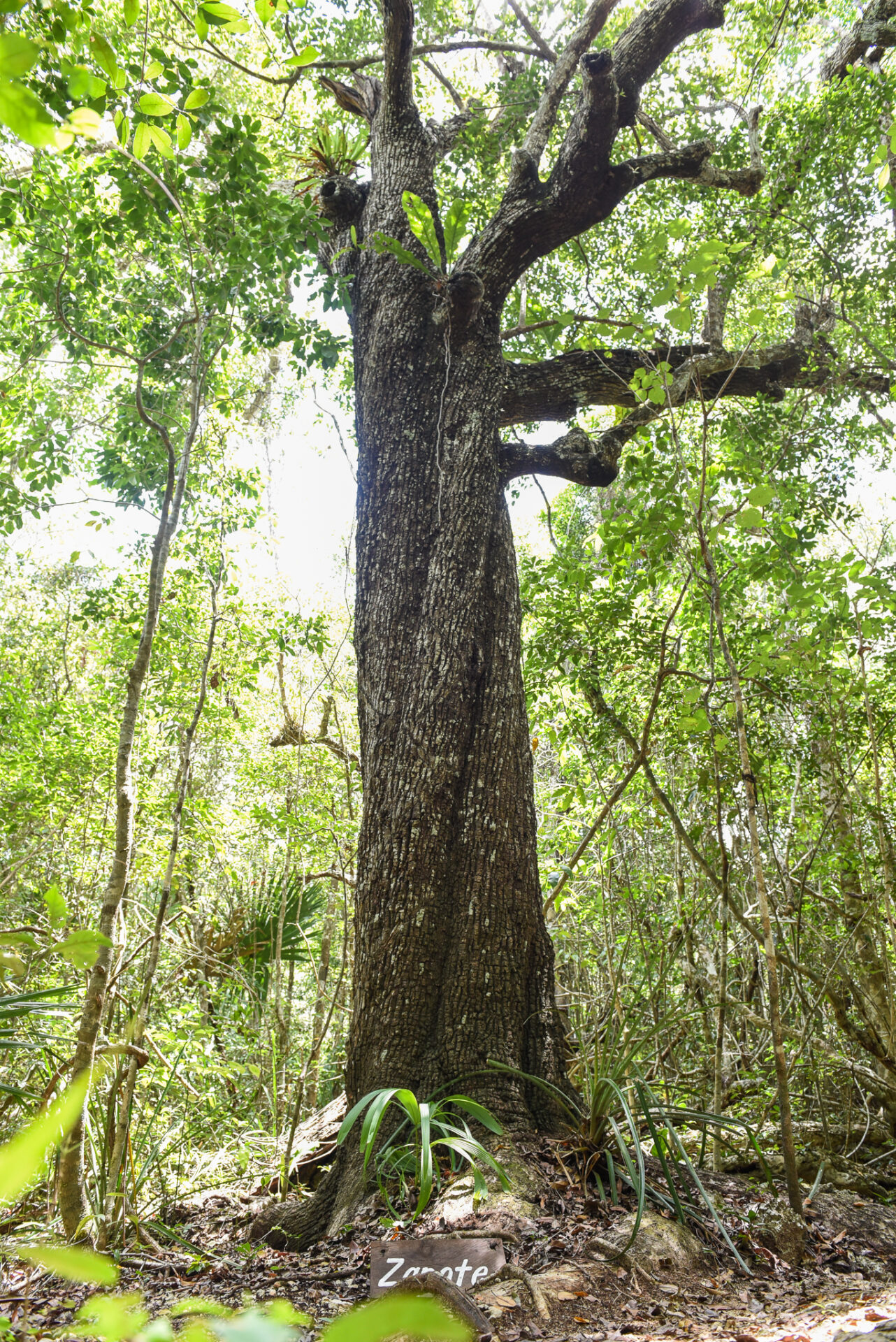 Resultado de imagen para chicozapote arbol