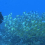 Wet Set Diving Adventures